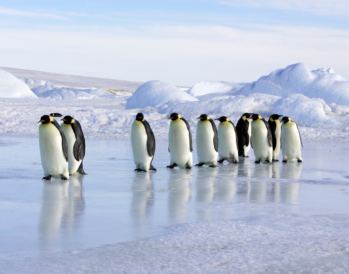 group-of-emperor-penguins.webp colony of emperor penguins walking
