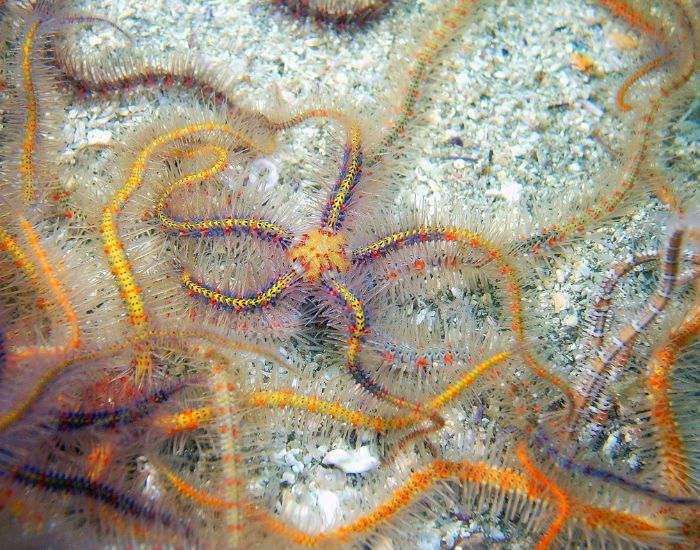 group-of-orange-brittle-sea-star-Ophiuroidea.webp brittle star underwater