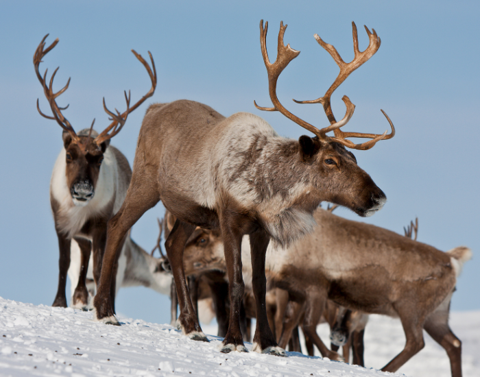group-of-reindeers.webp herd of reindeers in the wild