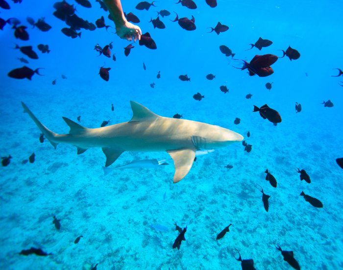 lemon shark swimming near the surface