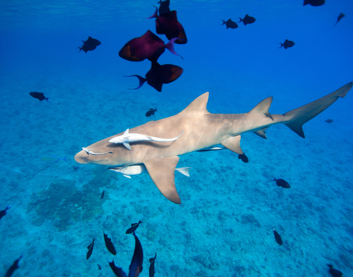 lemon shark swimming along many fish