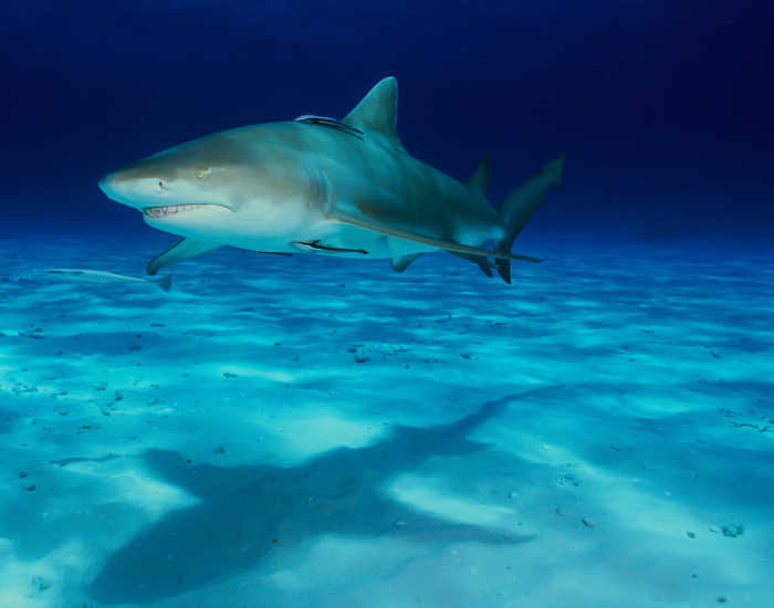 lemon shark swimming underwater photo