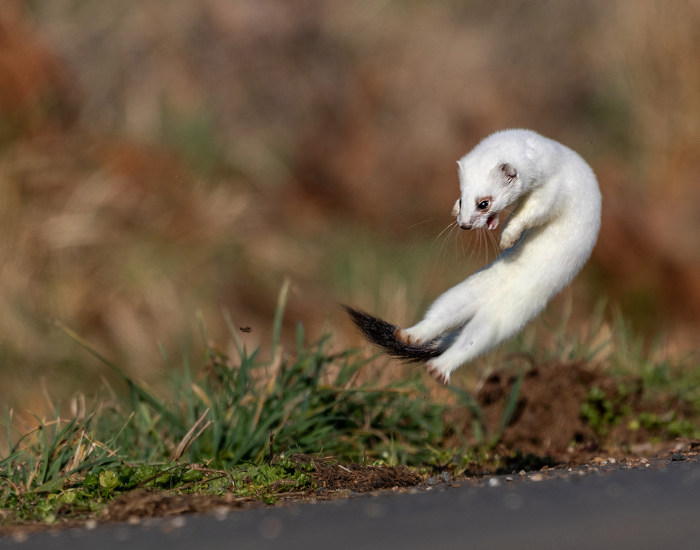 jumping-Mustela-erminea.webp white ermine jumping in the forest