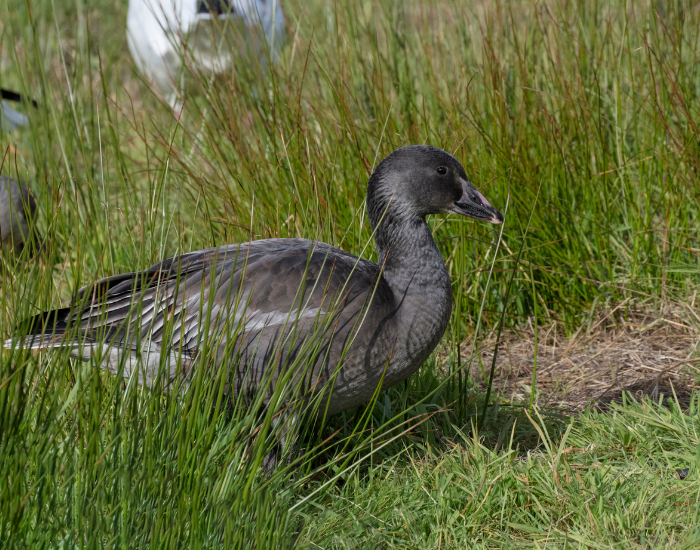 juvenile-snow-goose.webp a snow goose juvenile walking on grass