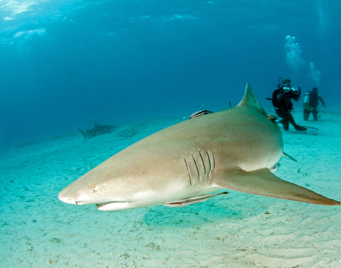 lemon shark swimming next to scuba divers