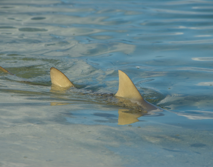 lemon shark swimming in very shallow waters