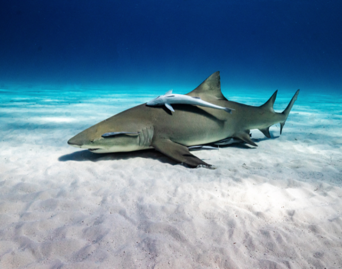 lemon shark in the ocean floor