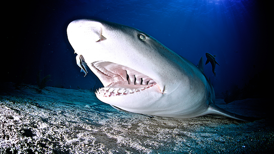 dramatic close up of a lemon shark underwater