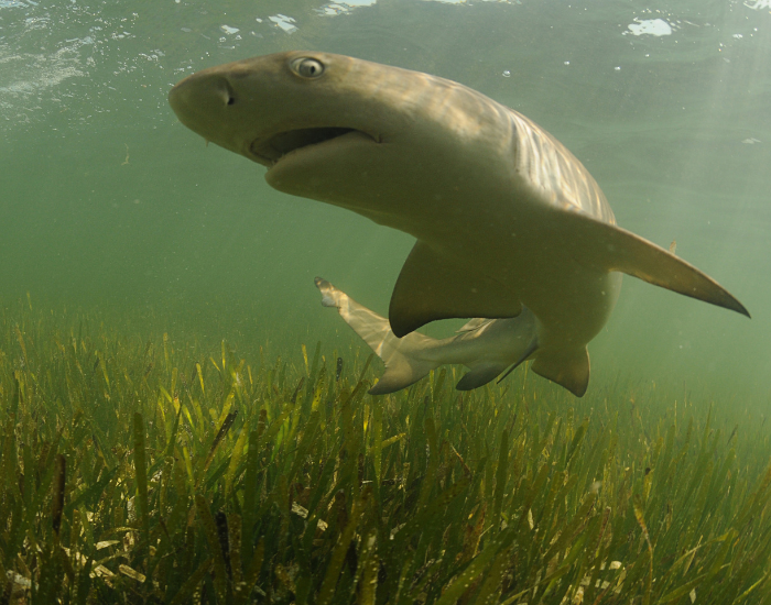 lemon shark swimming underwater
