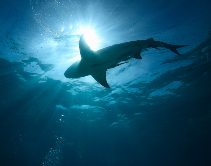 lemon shark swimming near the ocean surface