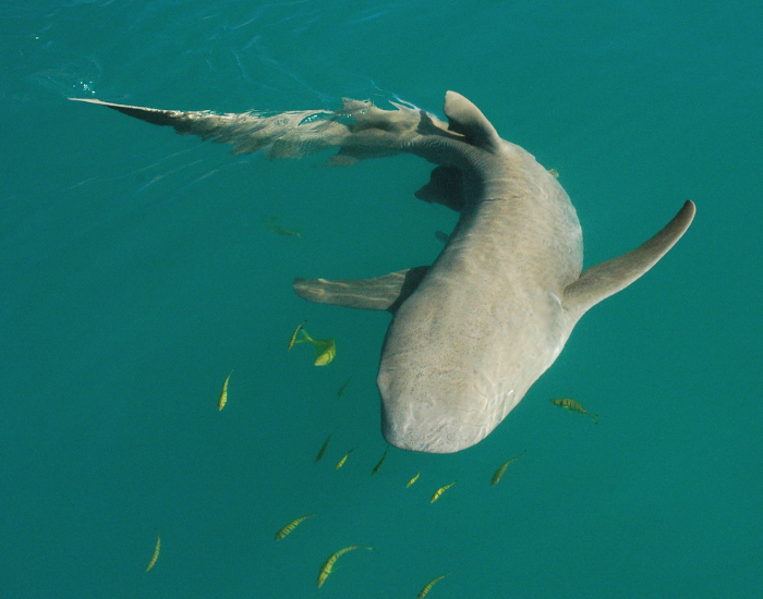 lemon shark swimming in the ocean's surface