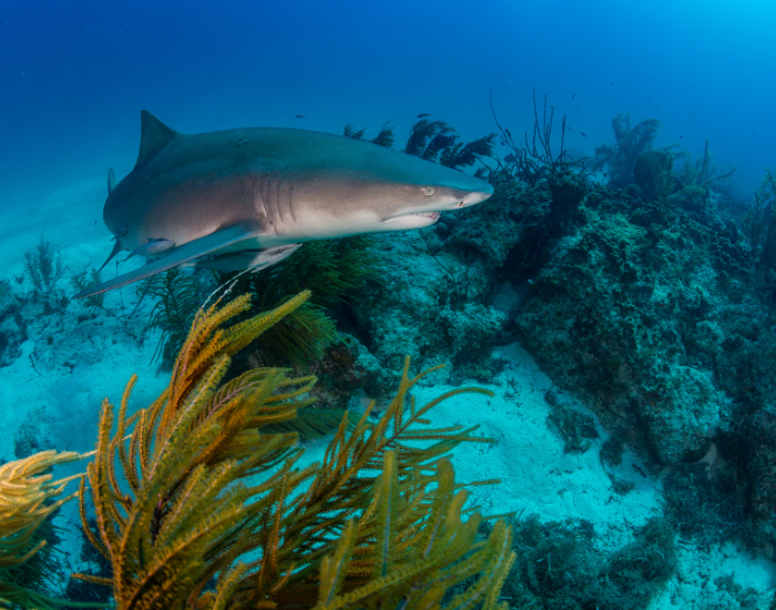 lemon shark swimming near a coral