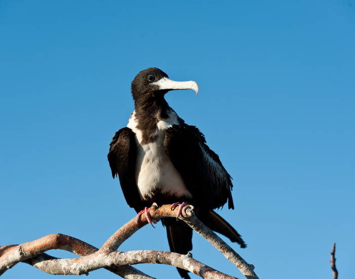 lesser-frigatebird-2.webp lesser frigate bird on branches