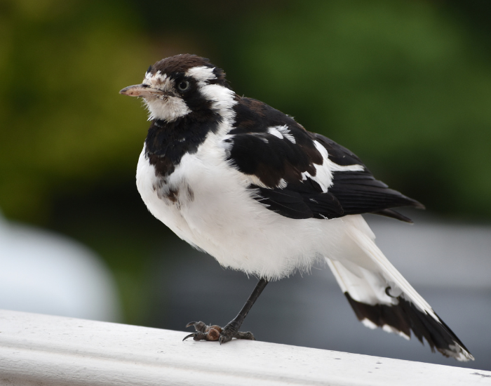 magpie-lark-in-australia-by-cesar-medina-.webp close up of a magpie in australia in a balcony