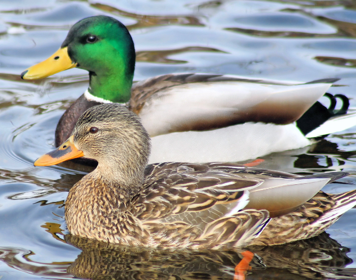 male-and-female-mallard.webp male and female mallards swimming next to each other