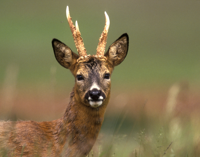 male-roe-deer-with-antlers.webp close up of a roe deer with antlers