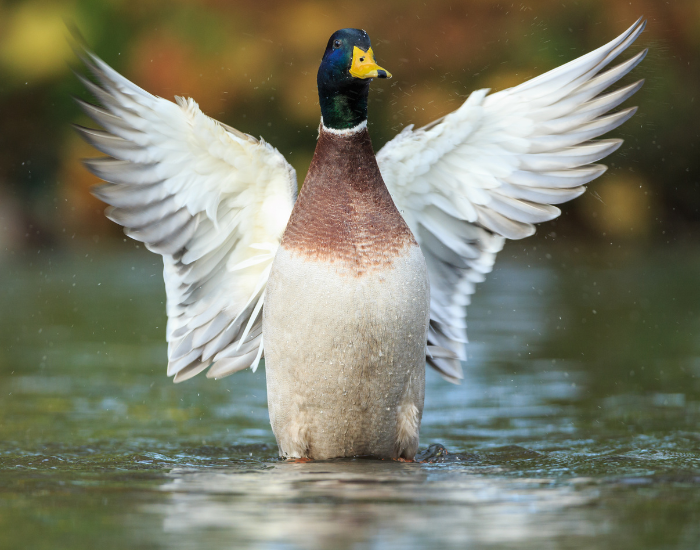 mallard-extending-wings.webp mallard duck extending its wings in the wild
