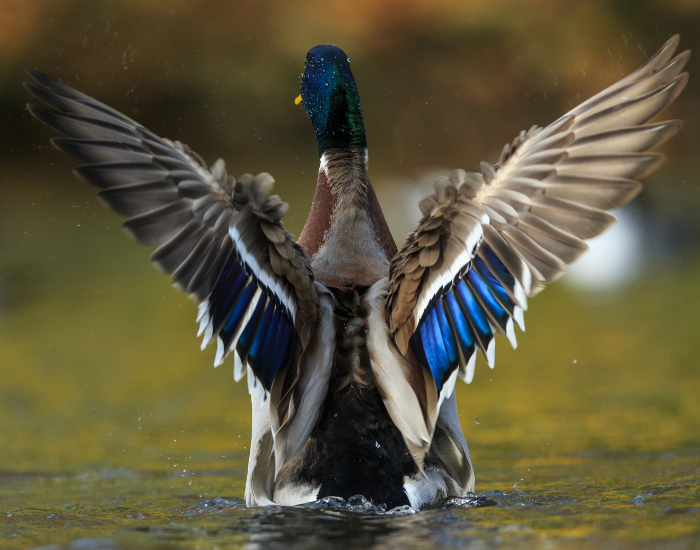 mallard-flapping-wings.webp mallard duck flapping its wings