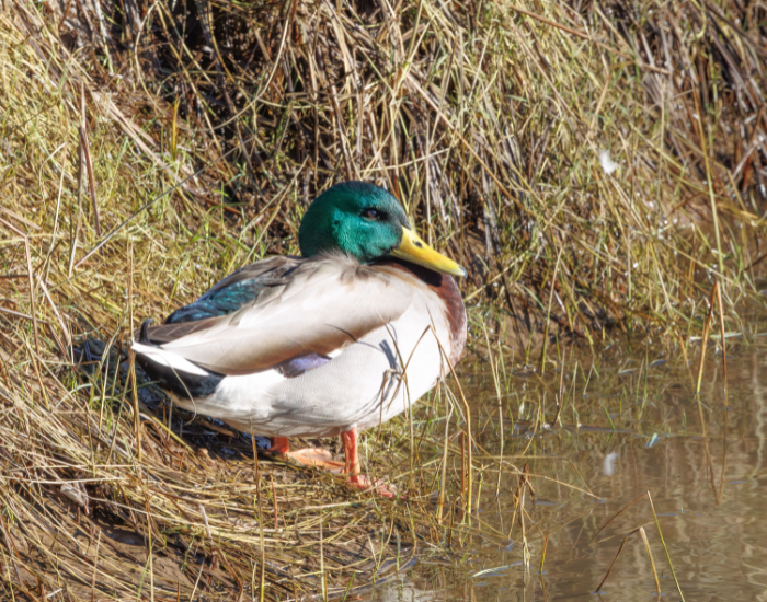mallard-shore-wetland.webp mallard duck on the whore of a wetland