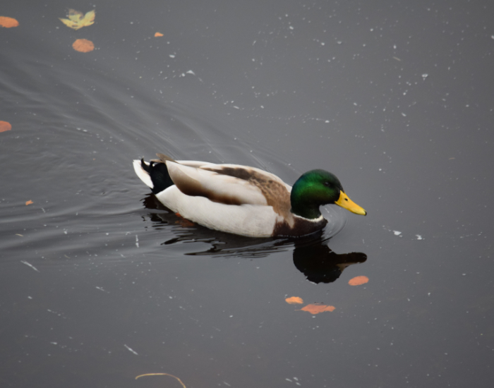 mallard-swimming.webp MALLARD SWIMMING IN ITS natural habitat