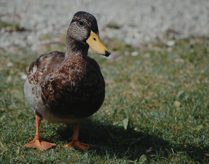 mallard.webp mallard duck close up
