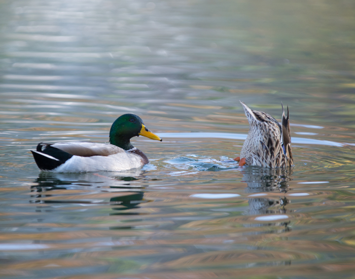 mallards-feeding.webp male mallard and female feeding on a pond