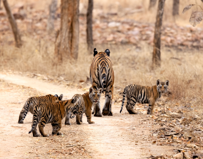 mom-with-baby-tiger.webp mom with baby tiger