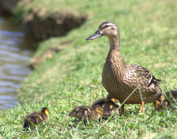 mother-mallard-duck.webp female mom mallard with babies walking on grass