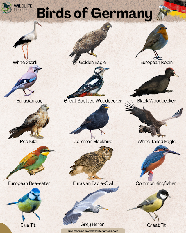 native-german-birds-infographic-germany.webp Birds of Germany infographic showing 15 iconic birds