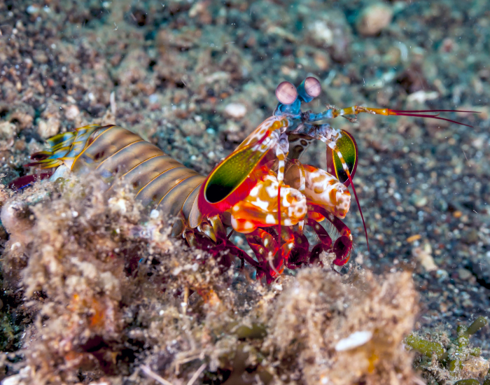 ocean-floor-peacock-mantis-shrimp-Odontodactylus-scyllarus.webp peacock mantis shrimp walking on the ocean floor