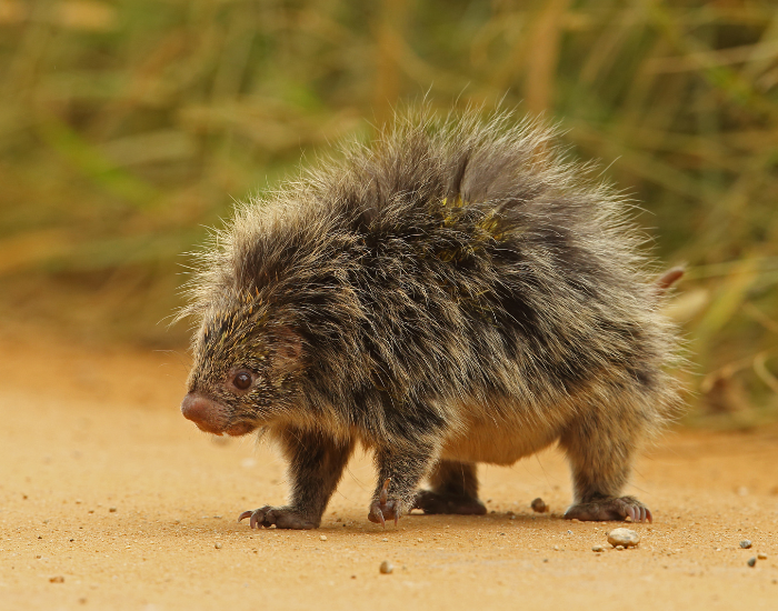 orange-spined-hairy-dwarf-porcupine.webp orange-spined hairy dwarf porcupine walking on ground