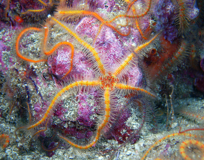 orange-spiny-brittle-sea-star-Ophiuroidea.webp brittle sea stars underwater