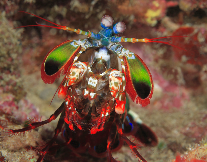peacock-mantis-shrimp-Odontodactylus-scyllarus.webp mantis shrimp underwater