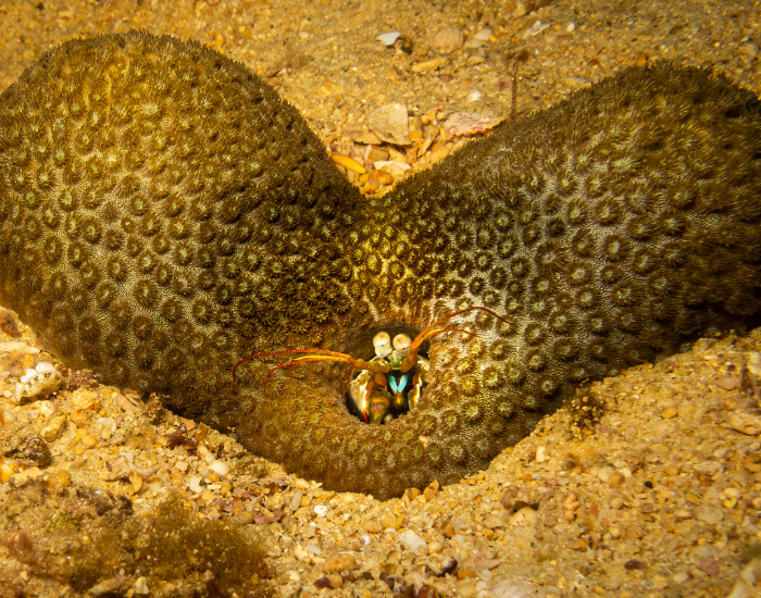 peacock-mantis-shrimp-cave.webp peacock mantis shrimp underwater