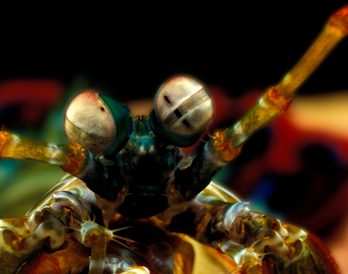 close up of the eyes of a mantis shrimp