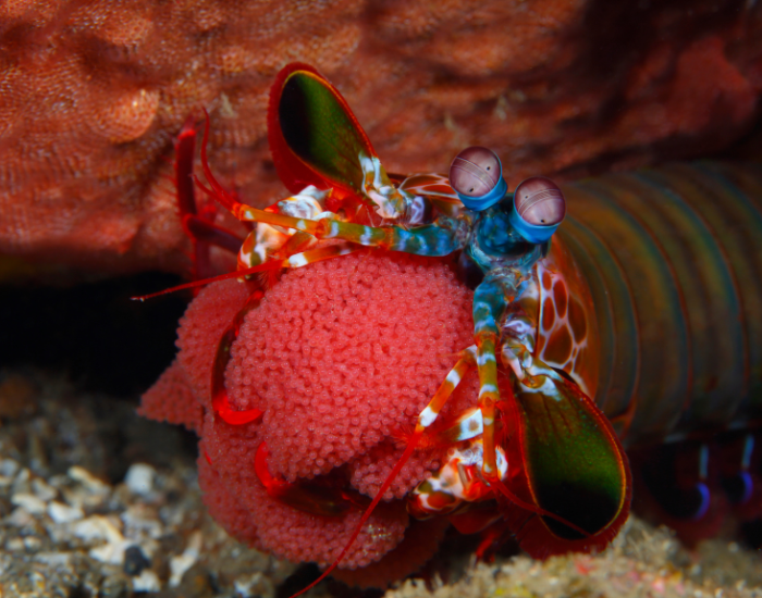 peacock-mantis-shrimp-eggs-underwater.webp close up of a female peacock mantis shrimp with many eggs