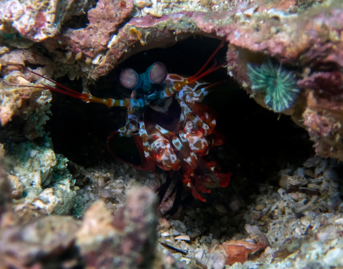 peacock-mantis-shrimp-hidden-udnerwater.webp peacock-mantis hidden in a cave