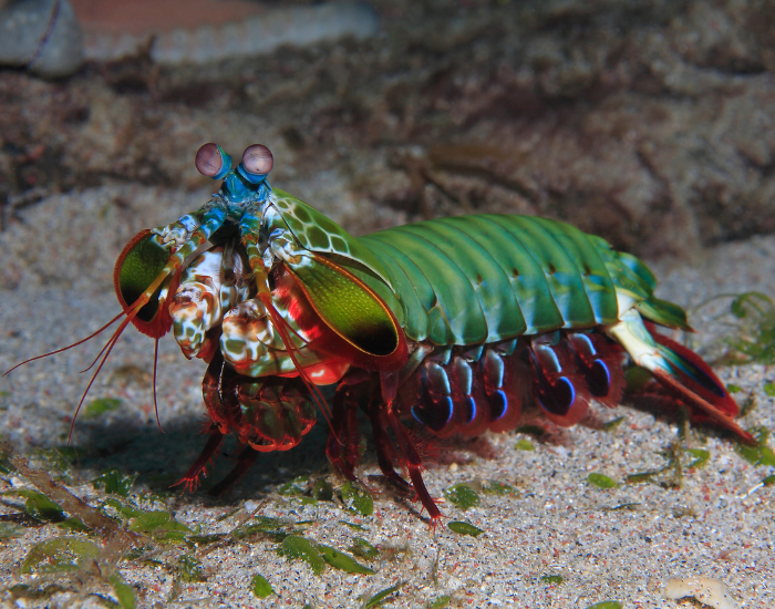 peacock-mantis-shrimp-on-ground.webp a peacock mantis shrimp underwater at the bottom of the ocean | Getty Images
