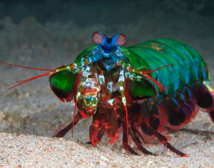 peacock-mantis-shrimp-walking.webp peacock mantis shrimp at the bottom of the ocean