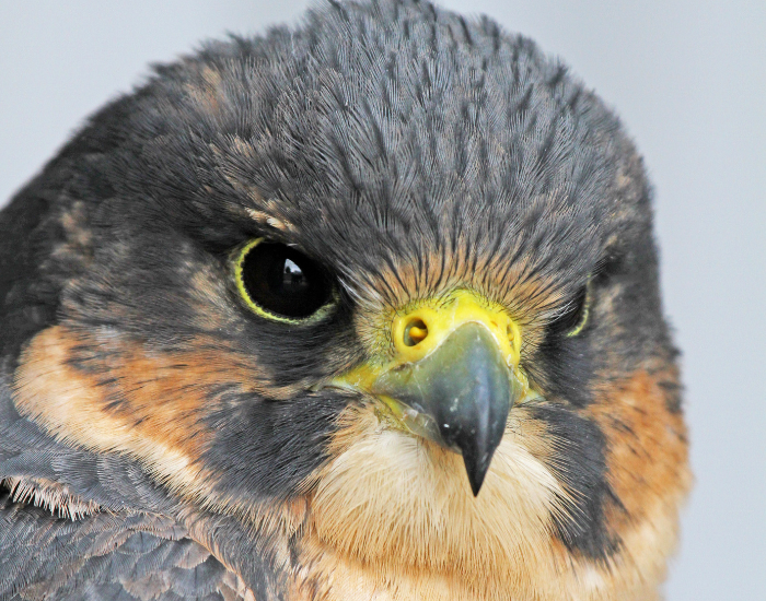 peregrine-falco-close-up.webp close up of a peregrine falcon head