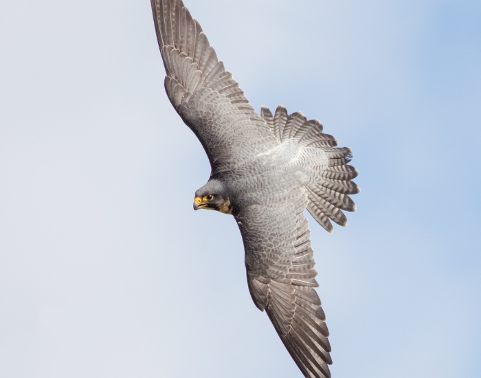 peregrine-falco-fast.webp peregrine falcon flying in the wild