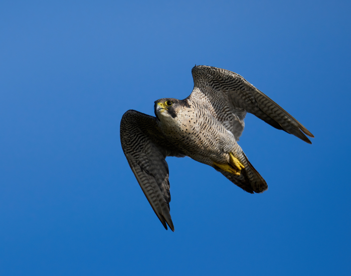 peregrine-falco-fleing-in-the-wild.webp peregrine falcon flying in the wild