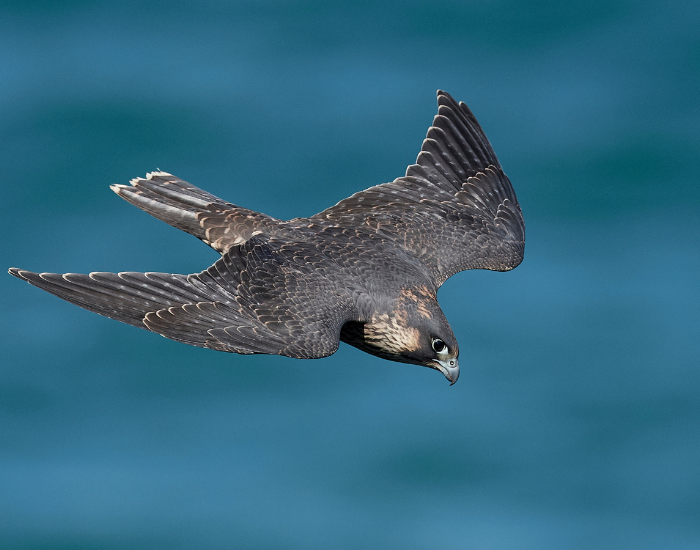 peregrine-falco-flying-wild.webp peregrine falcon flying