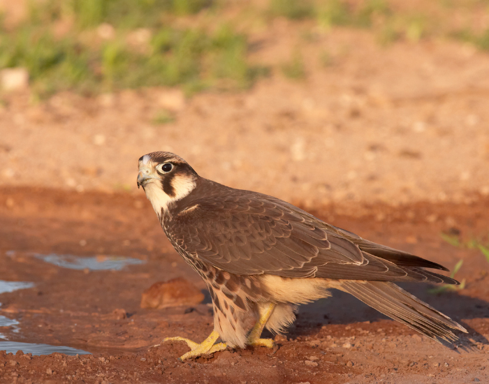 peregrine-falco-on-ground.webp peregrine falcon on the ground