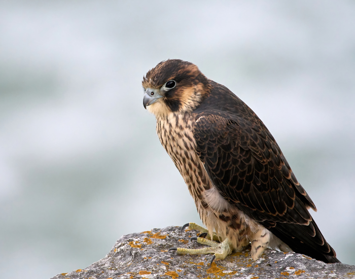 peregrine-falco-on-rock.webp peregrine falcon on a rock