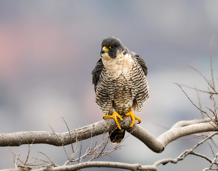 peregrine-falco-on-tree.webp peregrine falcon in a tree