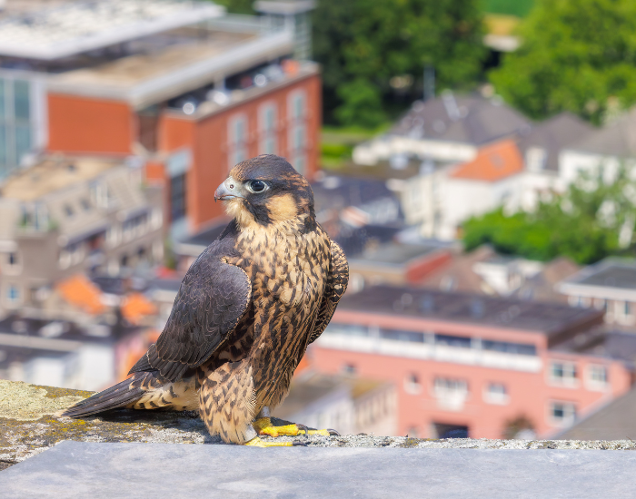 peregrine-falcon-in-urban-area.webp peregrine falcon in an urban environment with houses on the background