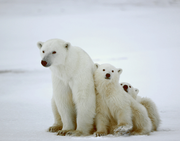 polar bear mom and two cubs in the arctic