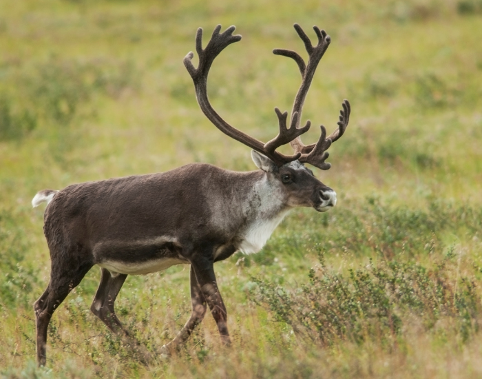 reindeer-in-the-wild-3.webp a reindeer walking on grass