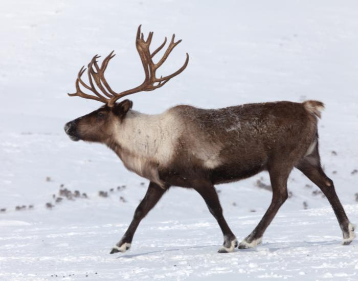 Reindeer standing in northern Scandinavia